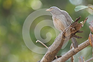 Jungle babbler Turdoides striatus on a branch.