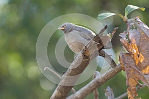 Jungle babbler Turdoides striatus on a branch.