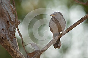 Jungle babbler Turdoides striatus on a branch.