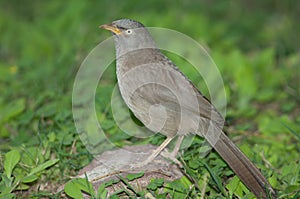 Jungle babbler Turdoides striatus on the ground.