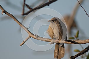 Jungle babbler Turdoides striatus perched on a branch.