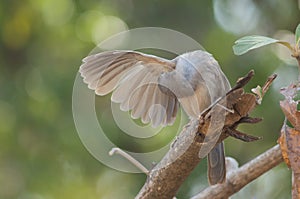 Jungle babbler Turdoides striatus preening on a branch.