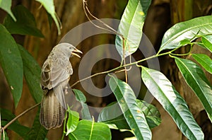 A jungle babbler was missed friend and got scared.