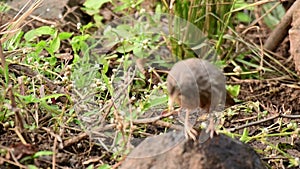 Jungle babblers enjoying in water