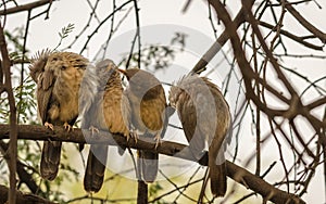 Jungle Babblers group in queue