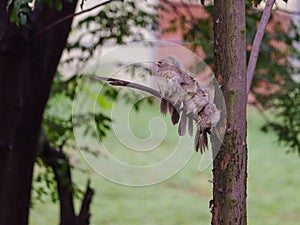 Jungle Babblers on a tree