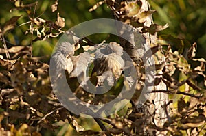 Jungle babblers Turdoides striatus on a branch.