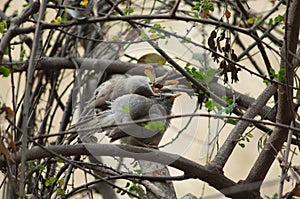 Jungle babblers Turdoides striatus grooming on a tree.