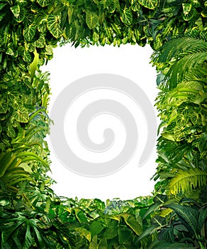 Jungle Border photo