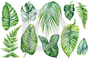 Jungle botanical watercolor illustrations, floral elements. monstera, fern, palm leaves and plant. Tropical leaves set