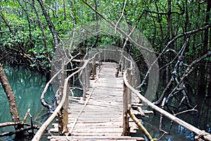 Jungle Bridge