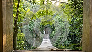 Jungle Bridge Solitude Scene