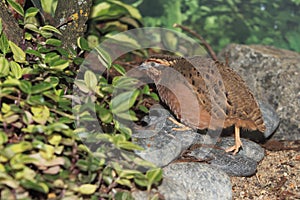 Jungle bush quail