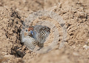 Jungle Bush Quail, Perdicula asiatica