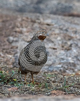 Jungle bush quail or Perdicula asiatica observed in Hampi in Karnataka, India