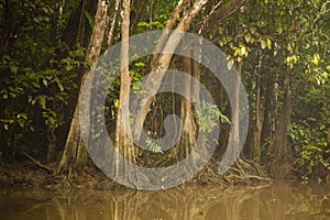 Jungle Buttresses Along Riverbank with Partial Reflection