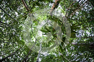 Jungle Canopy in Indonesia