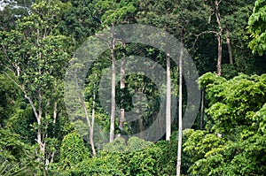 Jungle canopy in Khao Lak