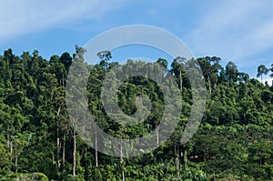 Jungle canopy in Khao Lak