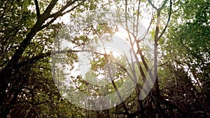 Jungle Canopy POV View Through