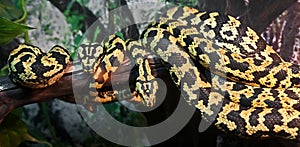 Jungle carpet python 1