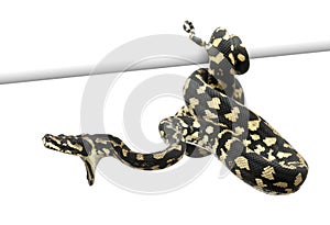 Jungle carpet python attacking