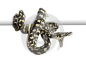 Jungle carpet python attacking