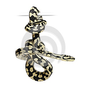 Jungle Carpet Python, Morelia spilota cheynei