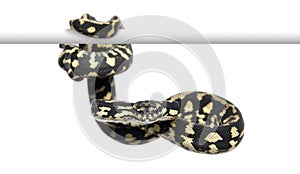 Jungle carpet python, Morelia spilota cheynei