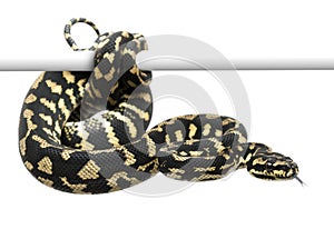 Jungle carpet python, Morelia spilota cheynei