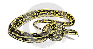 Jungle carpet python, Morelia spilota cheynei