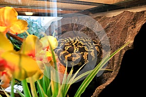 Jungle carpet python snake in equipped terrarium. Morelia spilota non poisonous species of snake enjoys of glass terrarium.