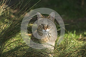 Jungle cat (Felis chaus)