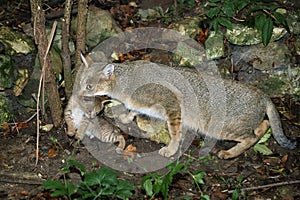 Jungle Cat, felis chaus, Female carrying Cub in Mouth