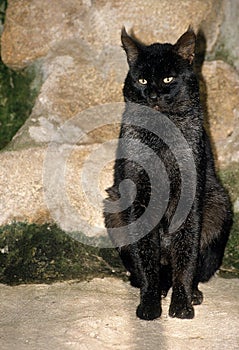 Jungle Cat, felis chaus, Melanic Form