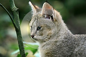 Jungle Cat, felis chaus, Portrait of Cub