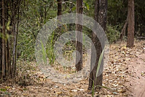 Jungle cat or felis chaus or reed or swamp cat kitten taking hide in natural background at bandhavgarh national park or tiger