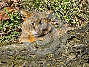 Jungle cat, Felis chaus, resting on the ground