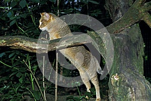 Jungle Cat, felis chaus, Standing on Hind Legs