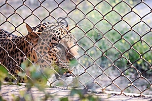 Jungle cat roaming around for hunting