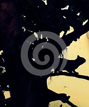 jungle cat shadow tree