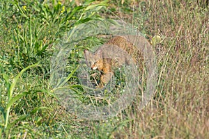 Jungle Cat or Wild Cat in the Field