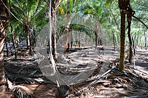 Jungle in Cayo JutÃÂ­as photo