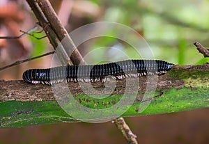 Jungle centipede