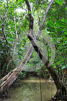 Jungle Channel in the flooded Amazon forest, crossed trees. Nature of South America,