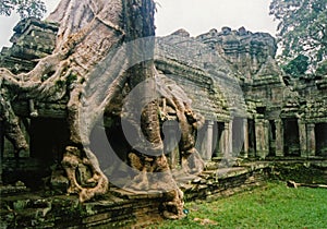 La jungla la ciudad templo Camboya 