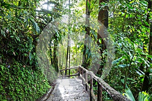 Jungle in Costa Rica