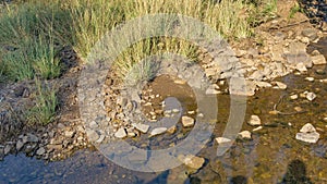 Jungle creek with clear transparent water.