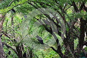 Jungle crow, large-billed crow, thick-billed crow