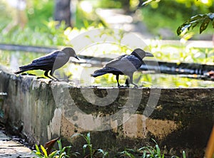 Jungle crow large-billed crow, thick-billed crow, widespread Asian species of crow, is very adaptable to wide ranges of food sou